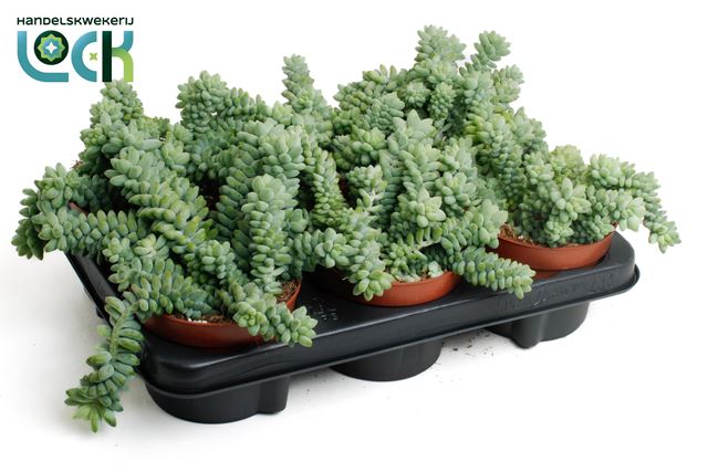 Picture of SEDUM BURRITO