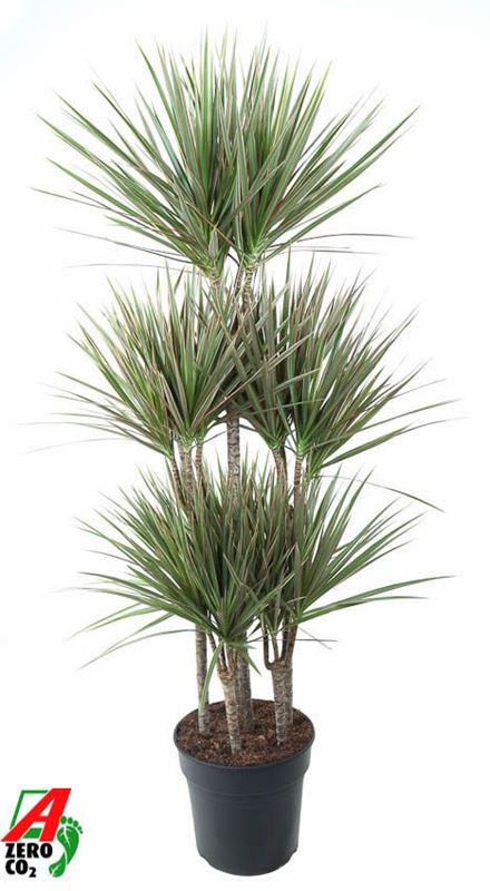 Picture of DRACAENA MARGINATA BICOLOR CARROUSEL 090CM