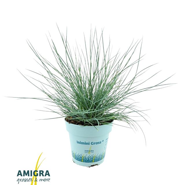 Picture of Festuca glauca intense bleu