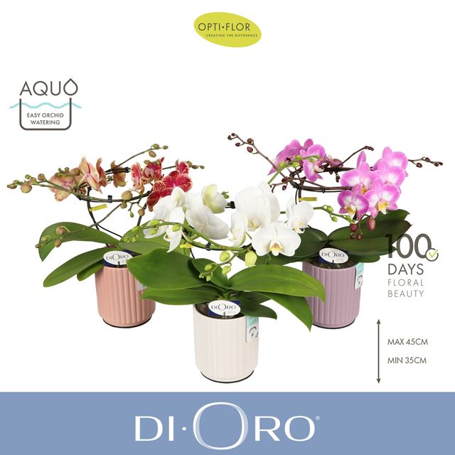 Picture of Phalaenopsis 02-stem dioro mix in ceramic