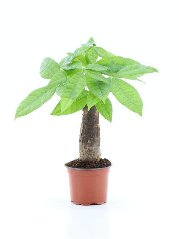 Picture of Pachira aquatica straight stem