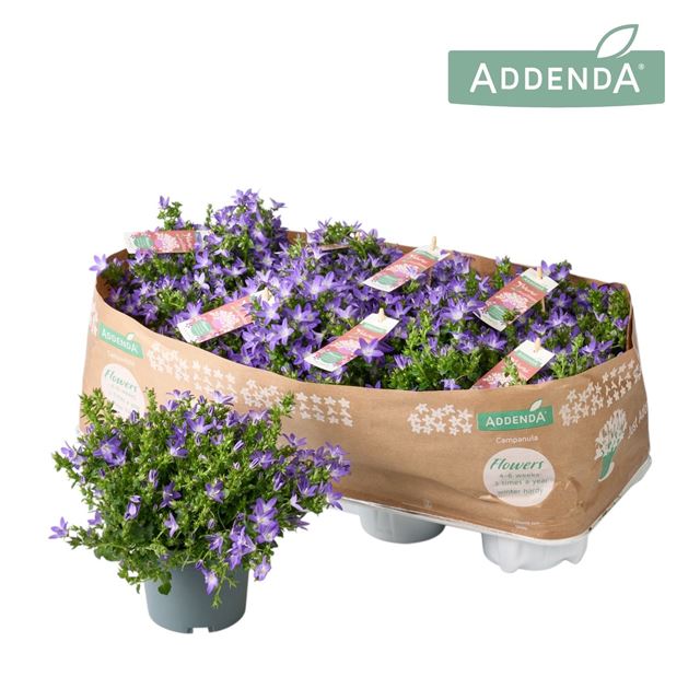 Picture of Campanula adansa purple