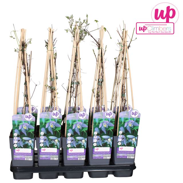 Picture of Clematis alpina