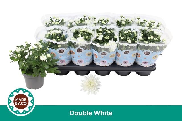Picture of Chrysanthemum indicum double white