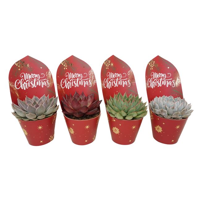 Picture of ECHEVERIA MIX + XMAS POTCOVER
