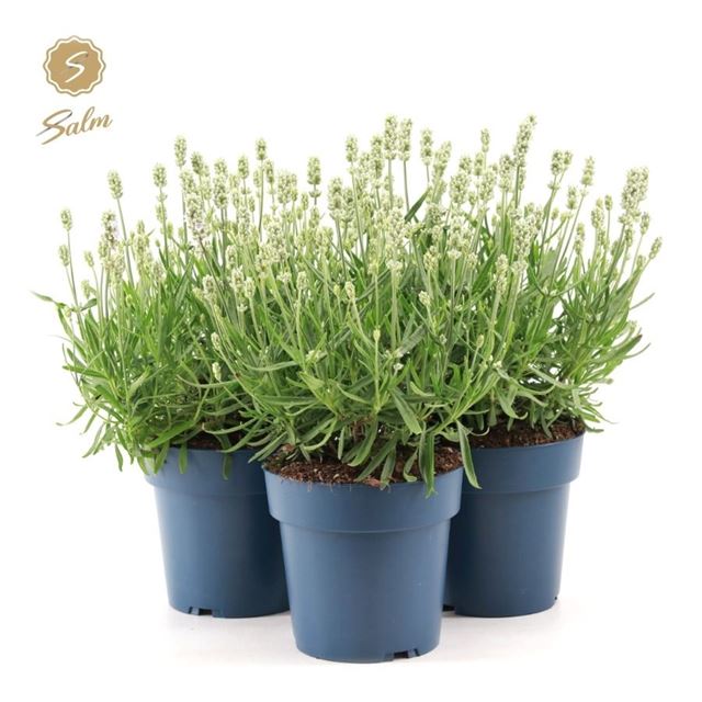 Picture of LAVANDULA ANGUSTIFOLIA FELICE WHITE