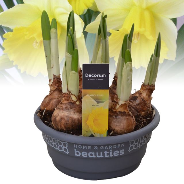Picture of Narcissus kiss me in bowl