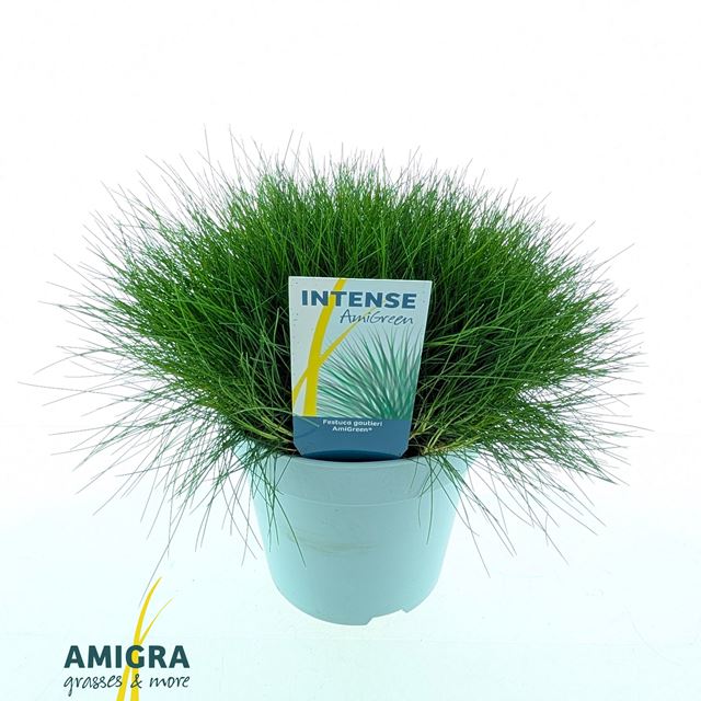 Picture of Festuca gautieri amigreen - amigra