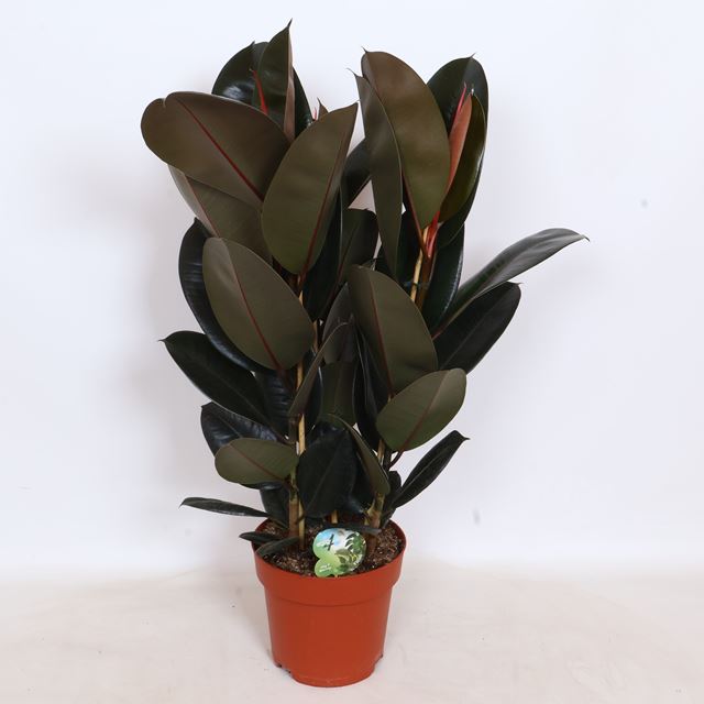 Picture of Ficus elastica abidjan 03pp