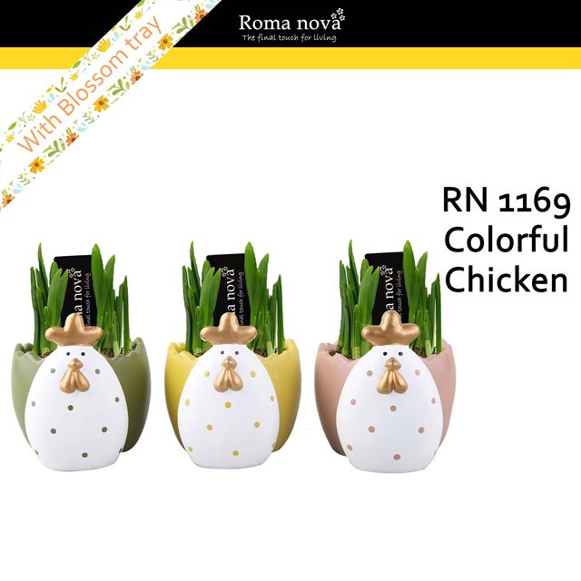 Picture of Narcissus colorful chicken