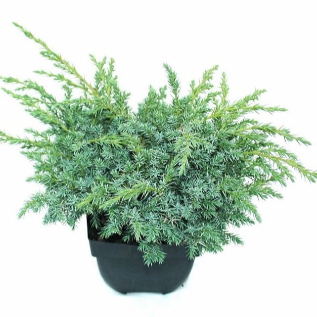 Picture of JUNIPERUS SQUAMATA BLUE SWEDE