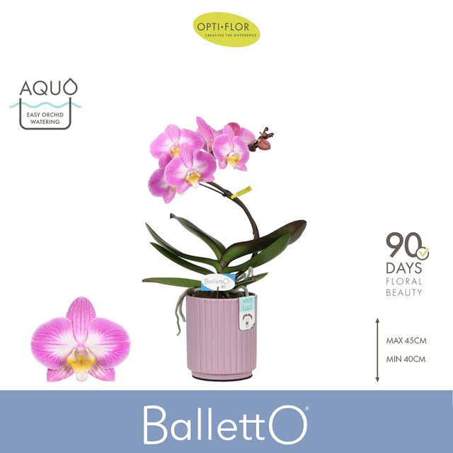 Picture of Pahalenopsis 01-stem balletto spinturn in ceramic