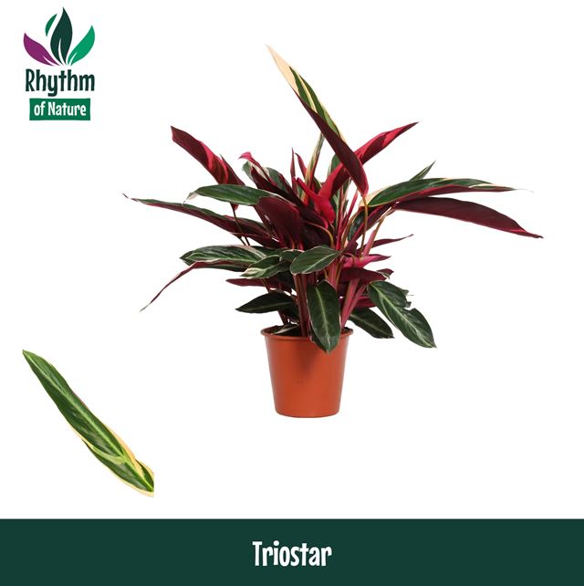 Picture of CALATHEA STROMANTHE TRIOSTAR