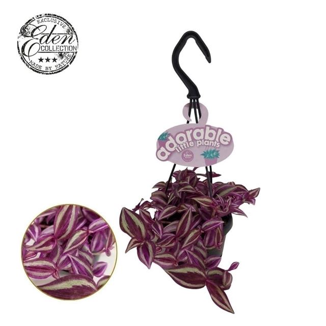 Picture of Tradescantia pink paradise hanging basket