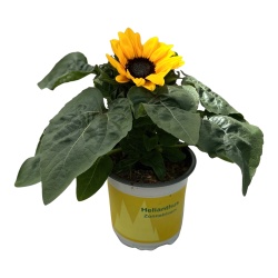 Picture of HELIANTHUS PETISOL