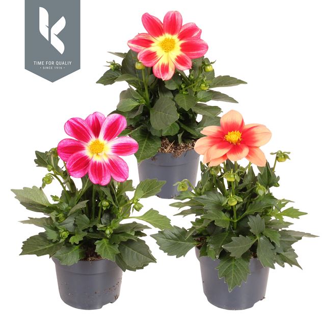 Picture of Dahlia summerbees mix