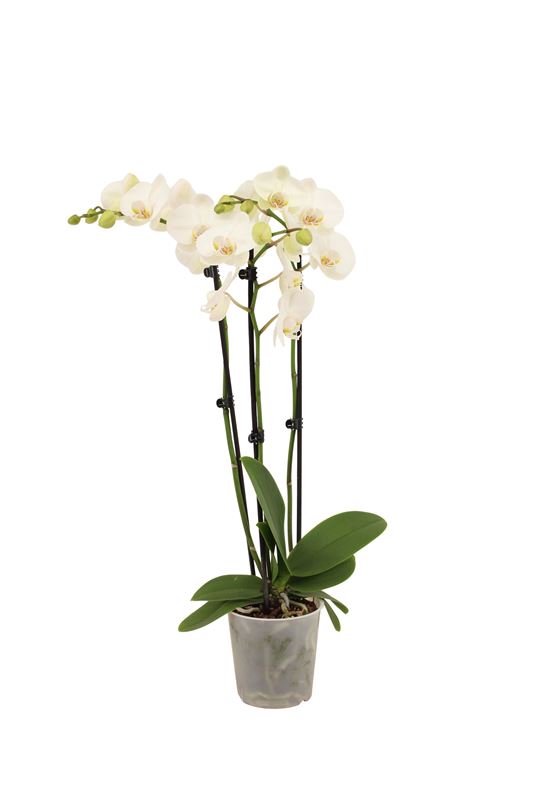 Picture of PHALAENOPSIS 03-STEM WHITE