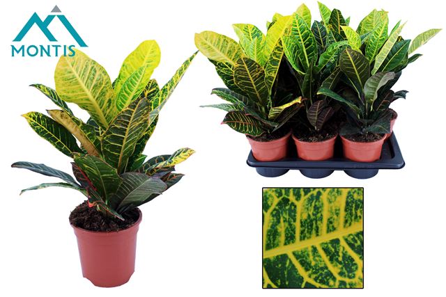 Picture of Codiaeum petra