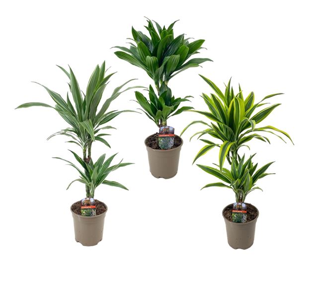 Picture of Dracaena fragrans deremensis 030/010 mix