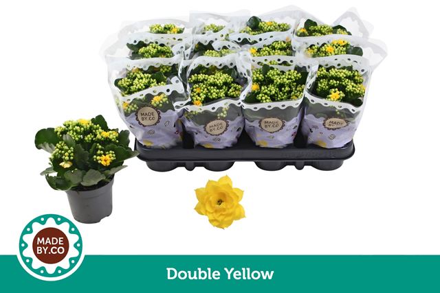 Picture of Kalanchoe double yellow
