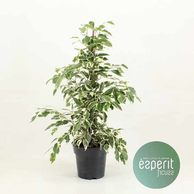 Picture of FICUS BENJAMINA TWILIGHT