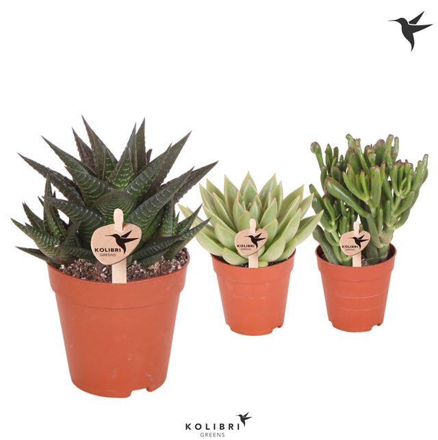 Picture of Succulent mix kolibri greens