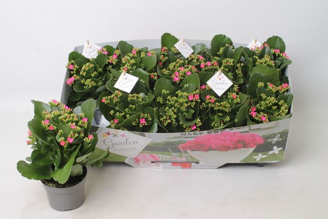 Picture of KALANCHOE GARDEN FAVORITA PURPLE