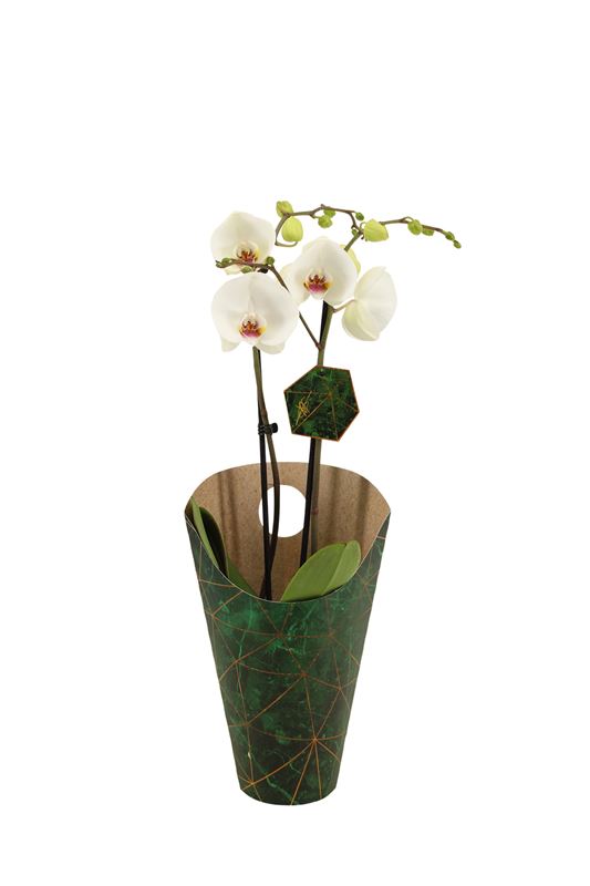 Picture of PHALAENOPSIS 02-STEM POLAR BEAR + COVER