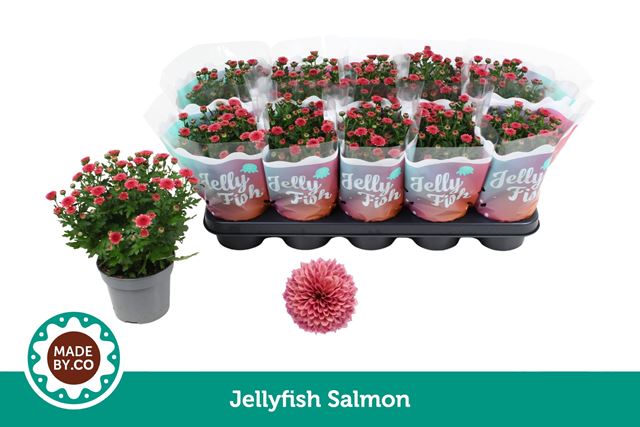 Picture of Chrysanthemum jellyfish salmon