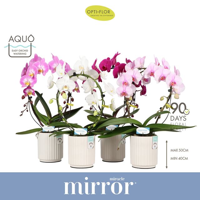 Picture of Phalaenopsis 02-stem mirror miracle mix in ceramic