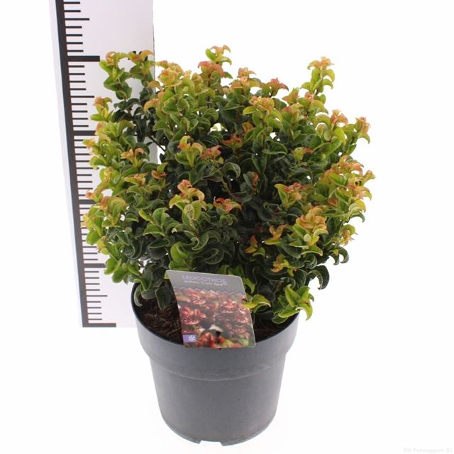 Picture of Leucothoe axillaris curly red
