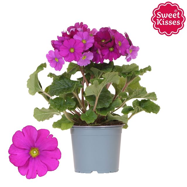 Picture of PRIMULA OBCONICA SWEET KISSES PINK