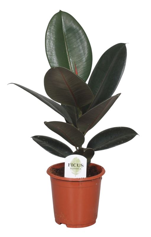 Picture of FICUS ELASTICA ABIDJAN