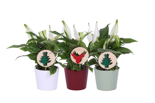 Picture of SPATHIPHYLLUM IN XMAS CERAMIC