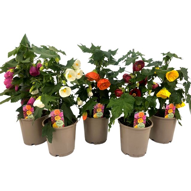 Picture of ABUTILON MIX PYRAMID
