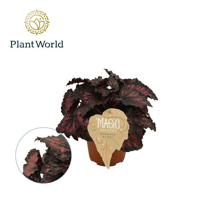 Picture of BEGONIA REX ETNA