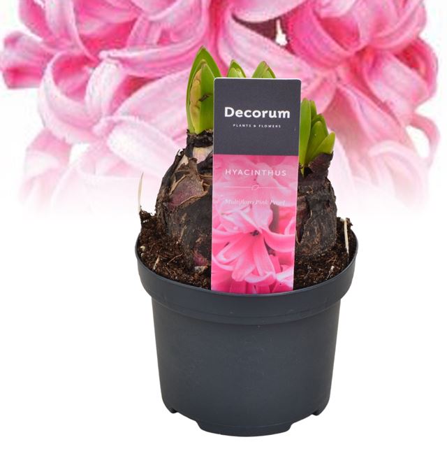 Picture of Hyacinthus multiflora pink