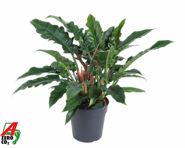 Picture of Philodendron narrow