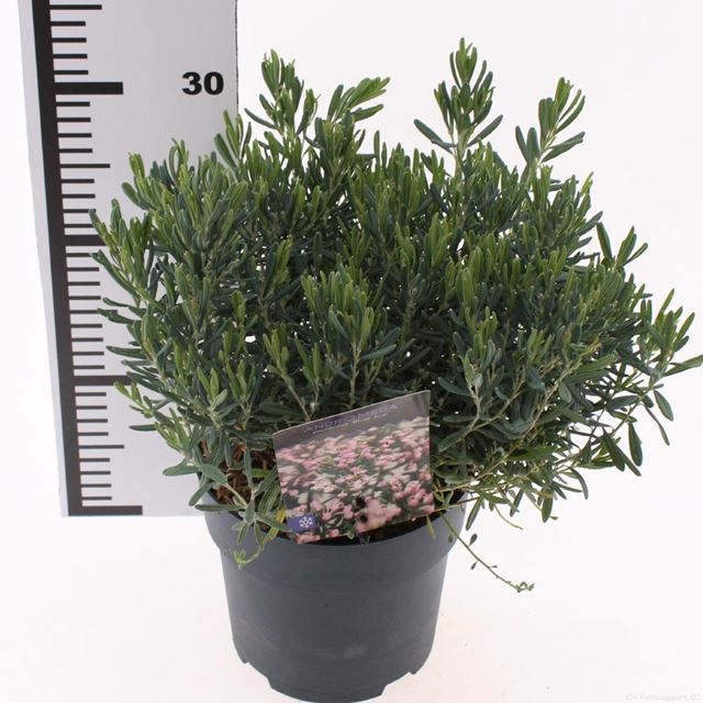 Picture of Andromeda polifolia blue ice