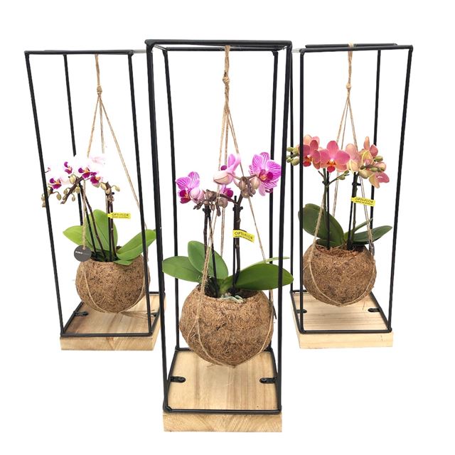 Picture of KOKODAMA ORCHID ON FRAME