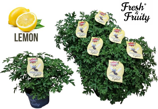 Picture of Pelargoium freshandfruity mosquito fighter