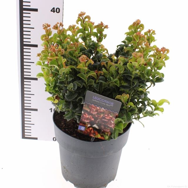 Picture of Leucothoe axillaris curly red