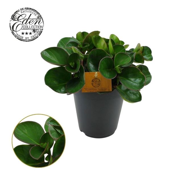 Picture of Peperomia obtusifolia burning bush
