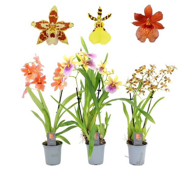 Picture of Orchid 02-stem sunny glow mix
