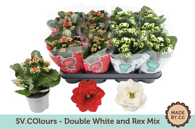 Picture of Kalanchoe double white+red + glitter