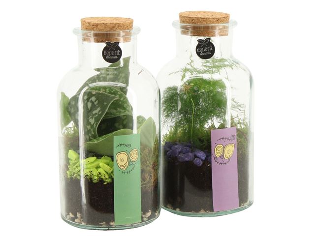 Picture of Terrarium halloween