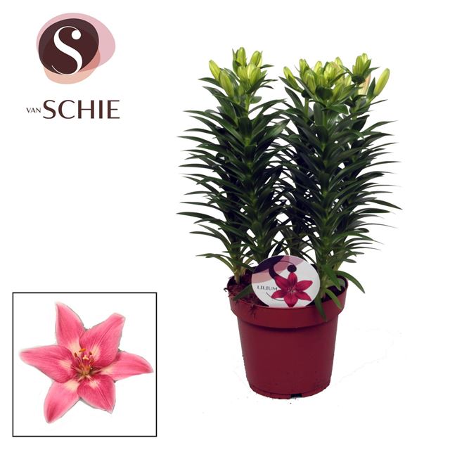 Picture of LILIUM ASIATIC 05PP ROZALYNN