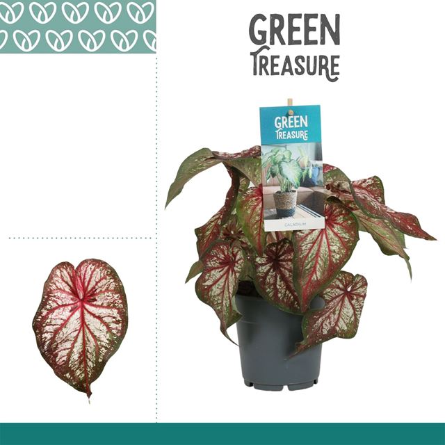 Picture of CALADIUM BICOLOR