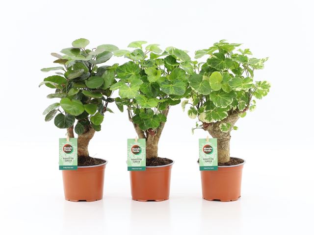 Picture of Polyscias branched mix