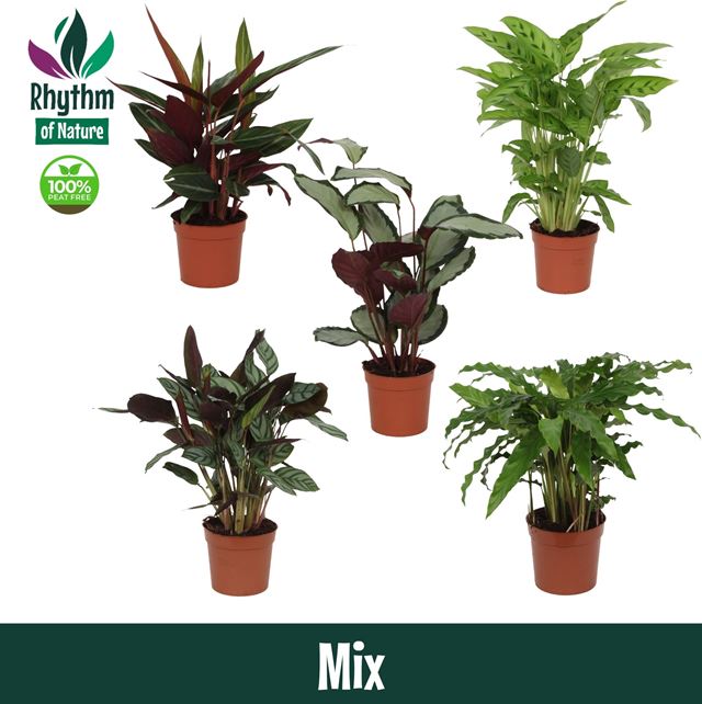 Picture of Calathea mix